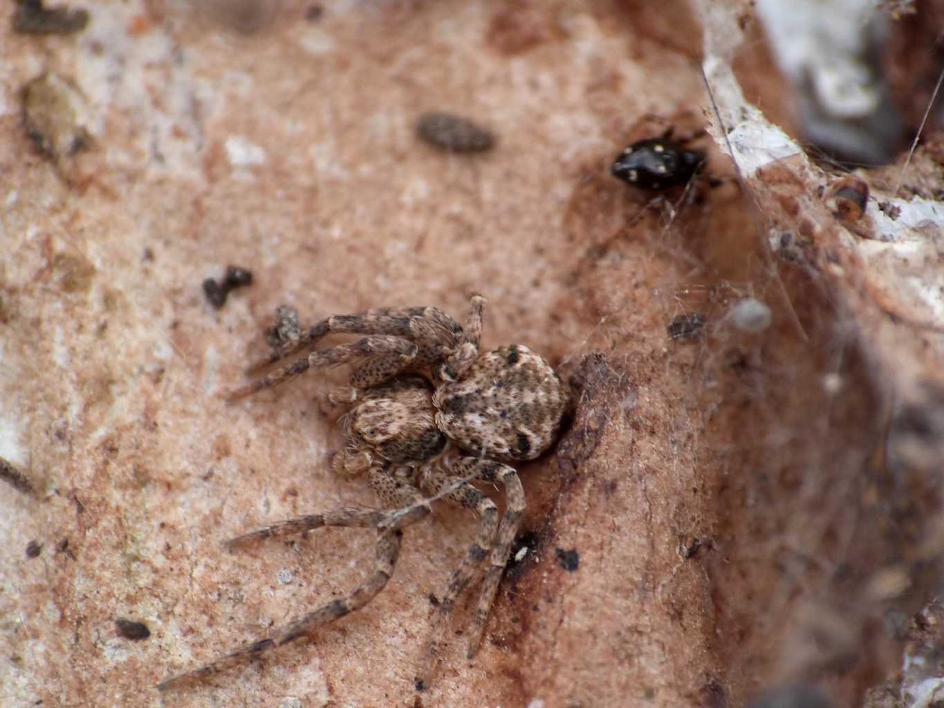 Pulchellodromus bistigma e Euryopis cfr. quinqueguttata - Fregene (RM)